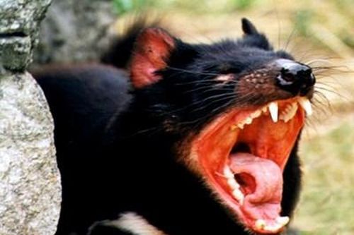 Quỷ dữ Tasmania tái xuất trên đất liền Úc sau 3.000 năm tuyệt chủng