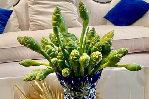 Hoa màu xanh trên núi cao cắm đẹp, ăn ngon: Gom tiền triệu mỗi ngày