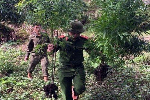 Phát hiện thanh niên vừa nuôi gia súc vừa 'canh tác' cần sa