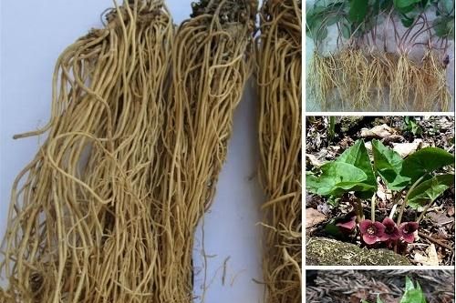 Bài thuốc trị viêm mũi xuất tiết