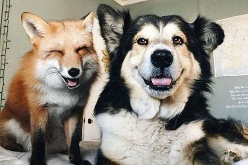 Khoảnh khắc dễ thương về tình bạn kỳ lạ giữa các loài vật khác biệt
