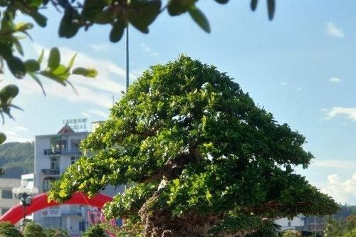 'Đại lão ngâu' thế độc - lạ khoe dáng giữa triển lãm cây cảnh