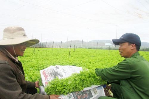 Nông nghiệp bền vững gắn với xây dựng nông thôn mới