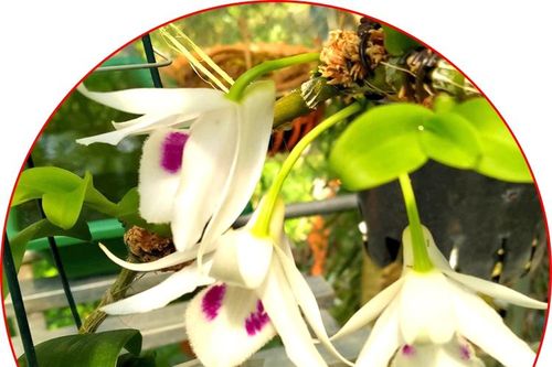 'Nguyên quán' lan đột biến
