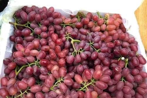 Sự thật 'hãi hùng' đằng sau loại nho kẹo rừng đang gây sốt thị trường