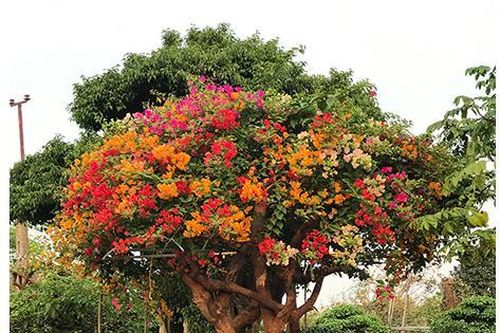 'Sốt' trước vẻ đẹp của cây hoa giấy ngũ sắc giá hơn nửa tỷ đồng