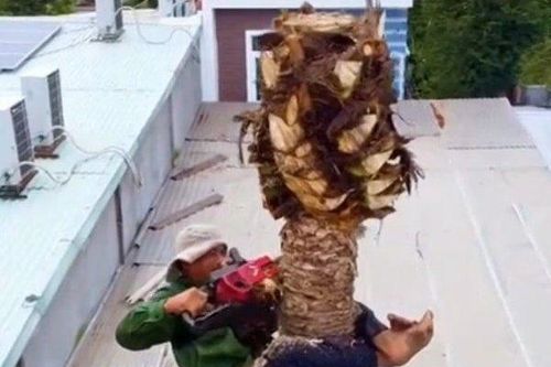 Dân mạng choáng váng xem người đàn ông đu đưa cưa đổ cây dừa