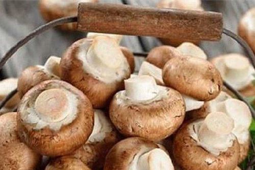 Nấm hương kẻ thù truyền kiếp của ung thư
