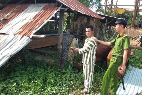 Phú Thiện quyết liệt đấu tranh với nạn trộm bò