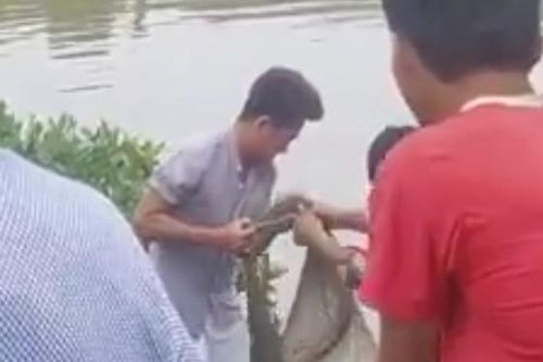 Cà Mau: Bắt sống cá sấu nặng 10 kg trong đầm nuôi tôm