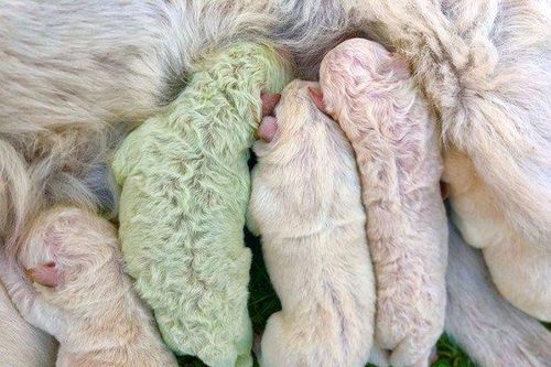 Kỳ lạ chú chó màu xanh lá cây