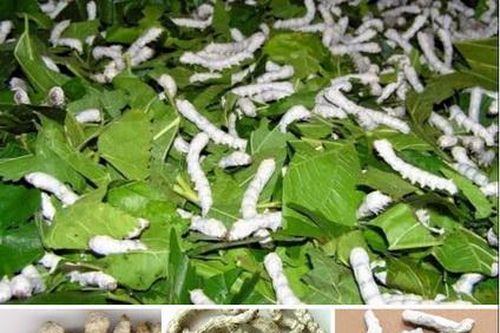 Bài thuốc giúp vòng một nở nang đầy đặn
