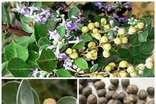 Bài thuốc trị chứng đau nửa đầu