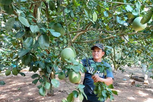 Mơ về vùng cây trái thơm ngọt