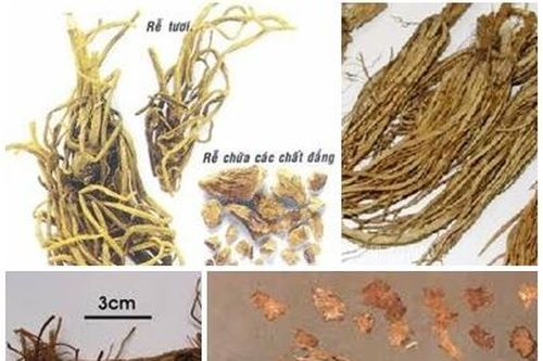Chứng đởm nhiệt và thuốc trị