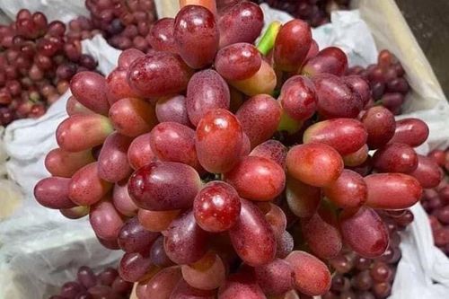 Bí mật về loại nho ruby 'làm mưa làm gió' trên thị trường