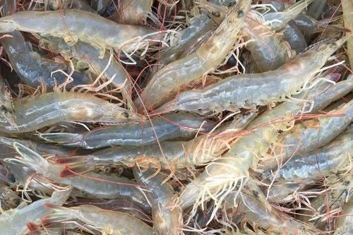Giá thực phẩm hôm nay 31/10: Giá rau củ ổn định, thủy sản tăng