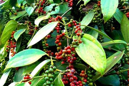 Giá tiêu hôm nay 31/10: Duy trì đà tăng trong nước và xuất khẩu