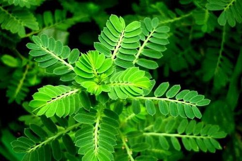 Bài thuốc trị bệnh dễ mắc sau ngập nước