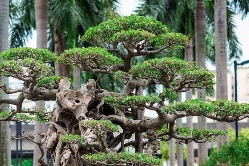 Cận cảnh cây sanh cổ 8 tỉ không mua được