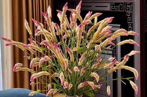 Đòng đòng nếp ngâm rượu Tết, hoa dại cỏ gà đẹp nhà sang