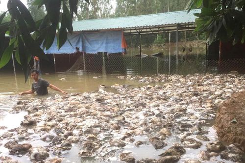 Nhiều 'tỷ phú chân đất' ở Nghệ An trắng tay sau một đêm do lũ dữ