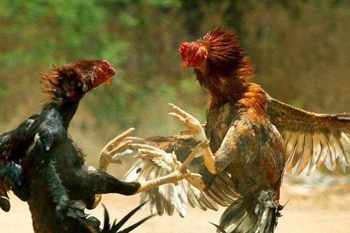 Bị gà chọi bất ngờ tấn công, một cảnh sát thiệt mạng