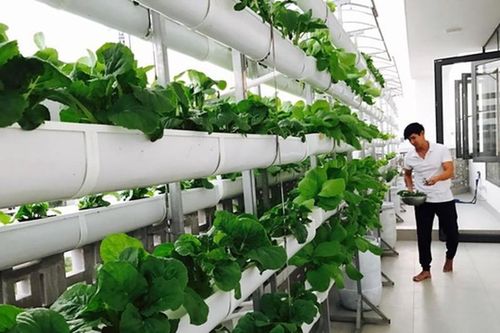 Thích mê vườn rau xanh mướt trên sân thượng nhà sao Việt