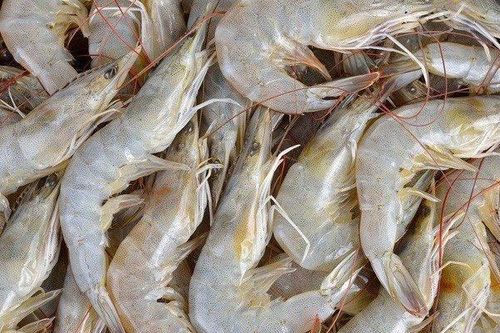 Nếu tôm có 3 đặc điểm này, có cho cũng đừng lấy kẻo rước bệnh vào thân