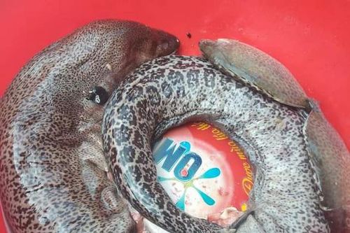 Khánh Hòa: 4 người phải nhập viện do ngộ độc khi ăn cá chình bông