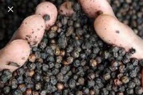 Giá tiêu hôm nay 7/11: Bà Rịa - Vũng Tàu tăng vọt 1.000 đồng/kg