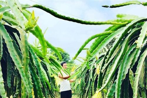 Mô hình mới trên đất Hướng Phùng
