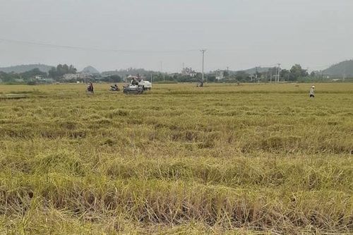 Giá lúa gạo hôm nay ngày 9/11: Đầu tuần giao dịch chậm