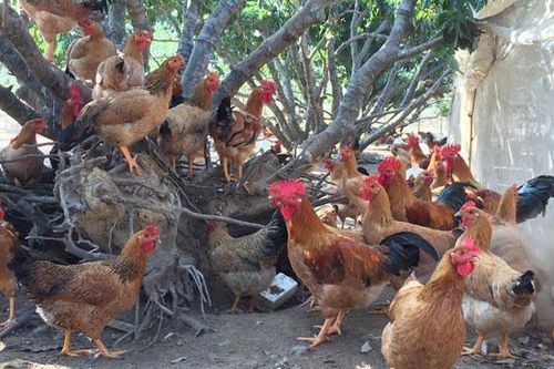 Nâng cao chất lượng, thương hiệu gà đồi Yên Thế
