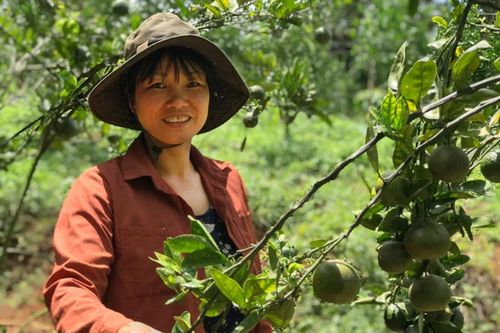 Vườn trái ngọt trên đất Lộc An