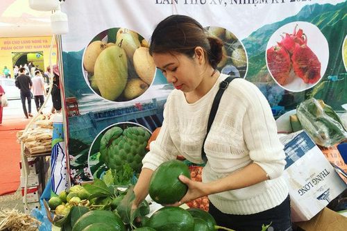 Quả bơ khổng lồ nặng 2 kg, hàng trên núi về gây sốt Hà thành
