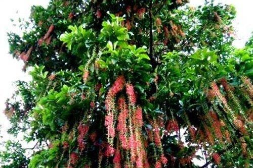 Ngắm cây lộc vừng cổ thụ mọc bên đường có giá nửa tỷ không bán