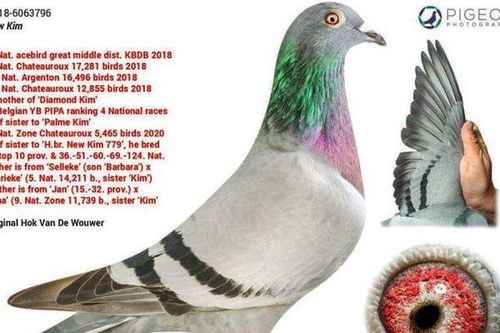 Cận cảnh loài 'chim tỷ phú' giá hơn 34 tỷ đồng, có vệ sĩ riêng