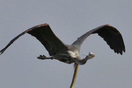 Lươn biển ghê gớm xé toạc cổ họng con diệc đang bay để thoát thân