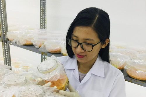 Vợ chồng cử nhân và hành trình sản xuất đông trùng hạ thảo