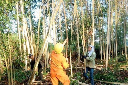 Ngành điện Quảng Bình: Khẩn trương triển khai công tác phòng chống bão Vamco