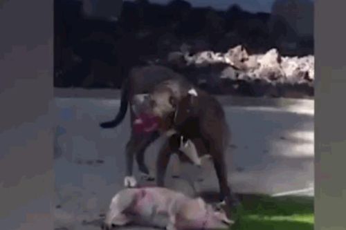 Pitbull đoạt mạng chó nhà trước mặt chủ