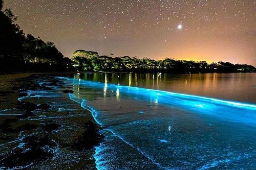 Bãi biển Australia rực sáng về đêm