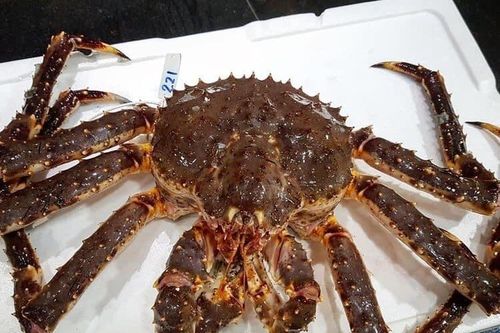 'Hoàng đế' hấp hối, bà nội trợ chung tiền mua cua siêu rẻ
