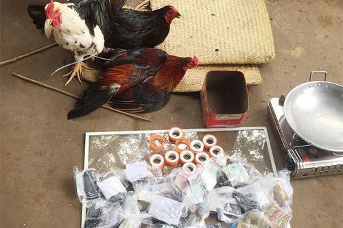 Bắt 37 đối tượng đá gà ăn tiền ở An Giang