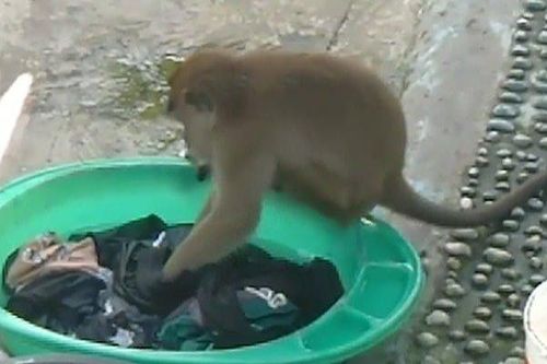 Chủ nhà kinh ngạc khi phát hiện khỉ hoang giặt quần áo hộ mình