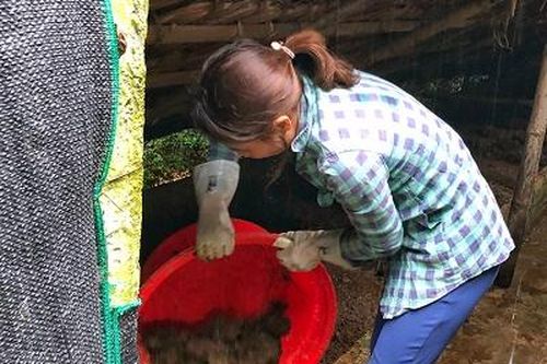 Khởi nghiệp từ nuôi trùn quế