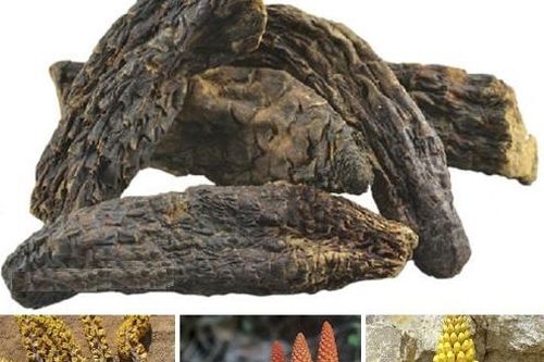 Dược tửu hỗ trợ trị chứng lãnh âm