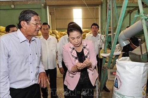 Thành tựu nghiên cứu của kỹ sư nông nghiệp Sóc Trăng cần được ghi nhận