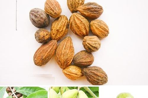 Quả chiêu liêu hồng trị bệnh đường hô hấp